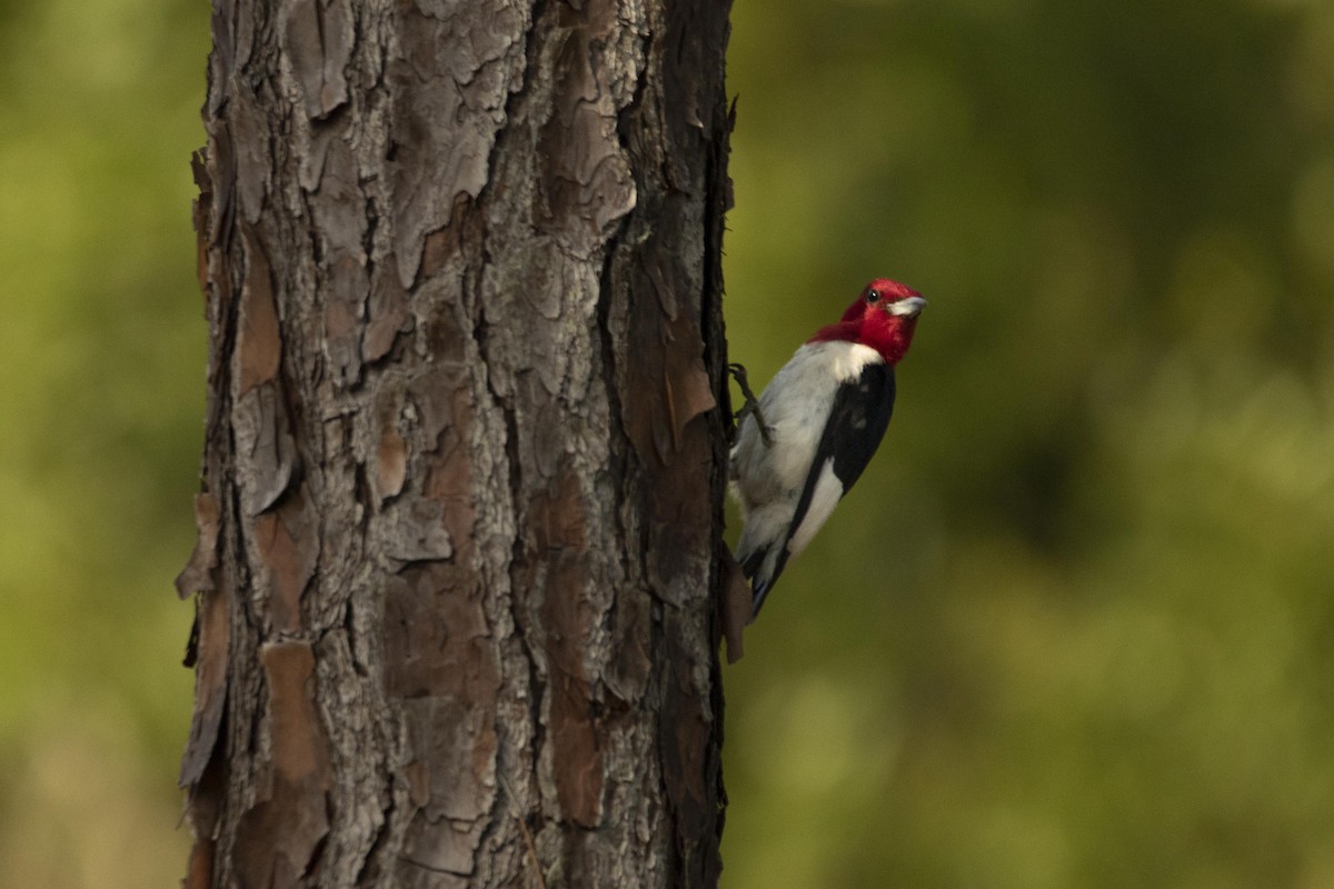 Red-headed Woodpecker - ML461603371