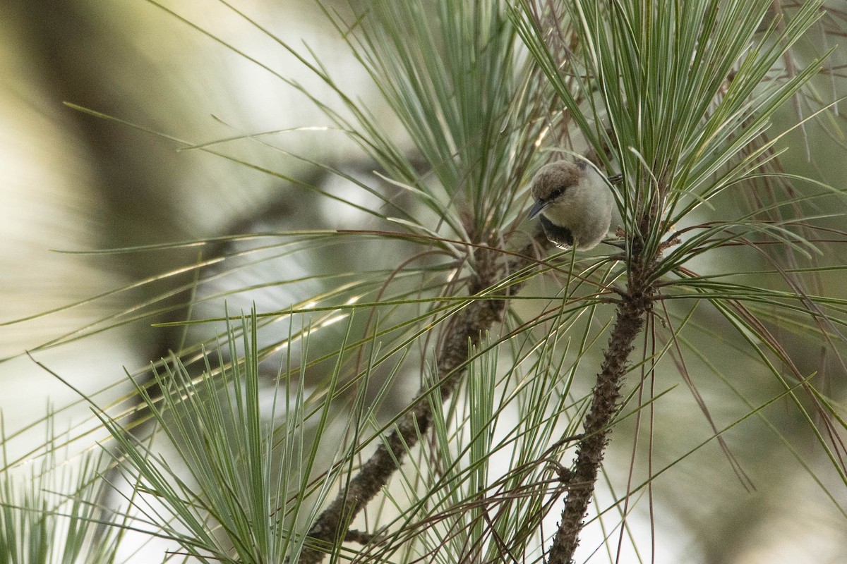 Brown-headed Nuthatch - ML461603381