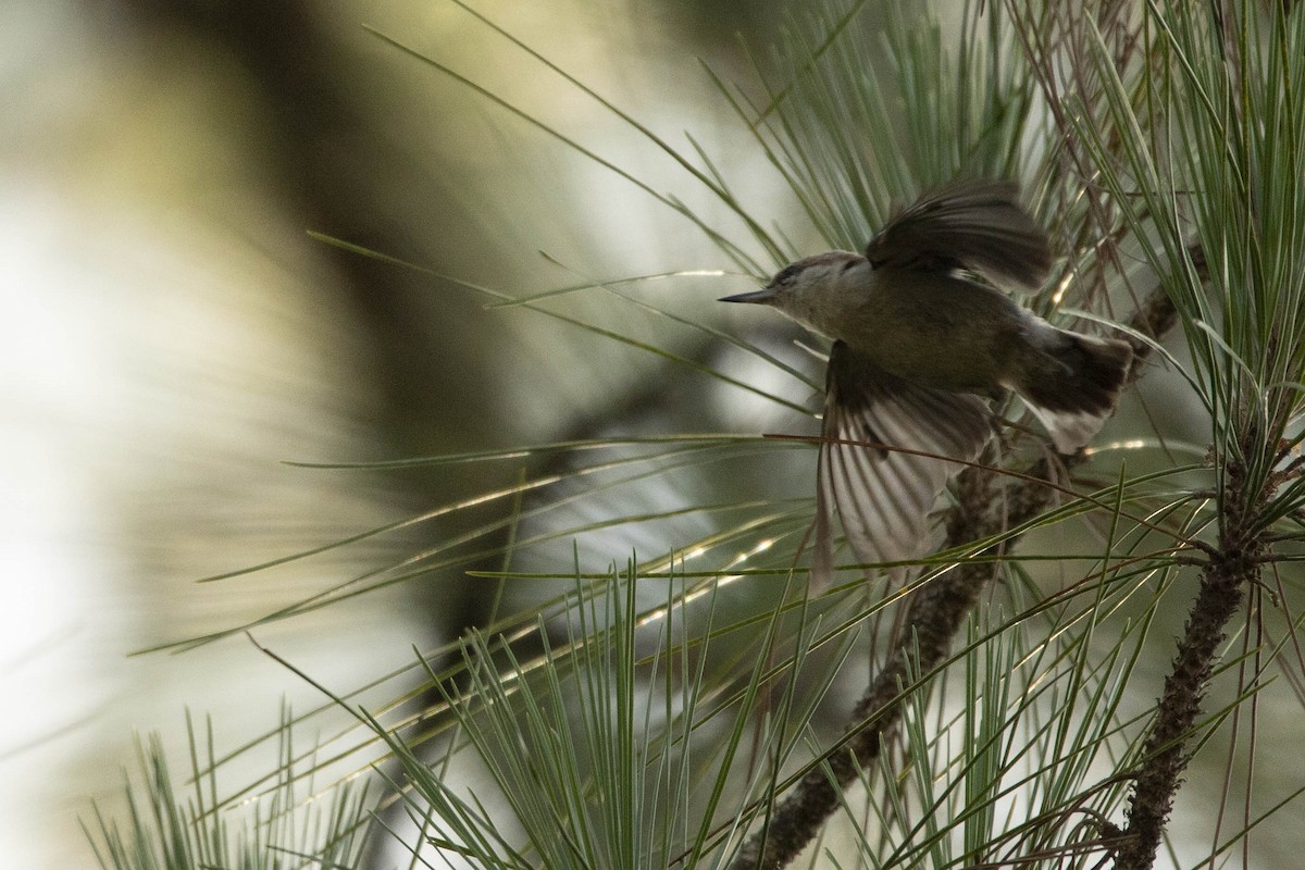 Brown-headed Nuthatch - ML461603391