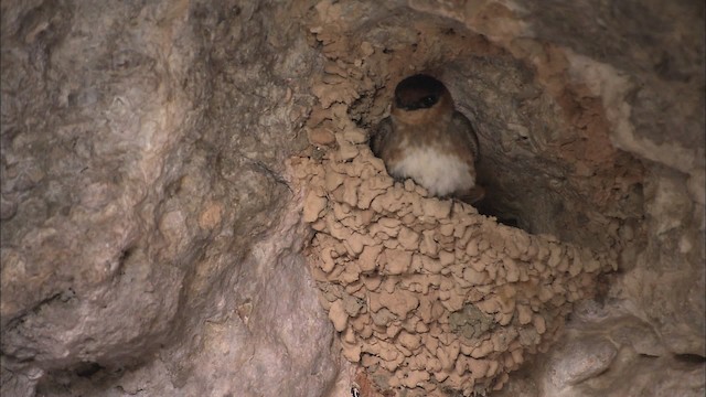 Golondrina Pueblera (grupo fulva) - ML461604