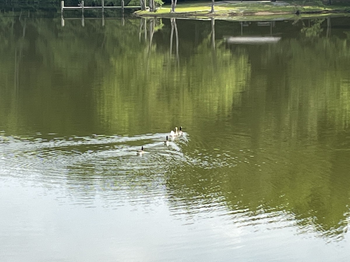 Graylag Goose (Domestic type) - ML461604941