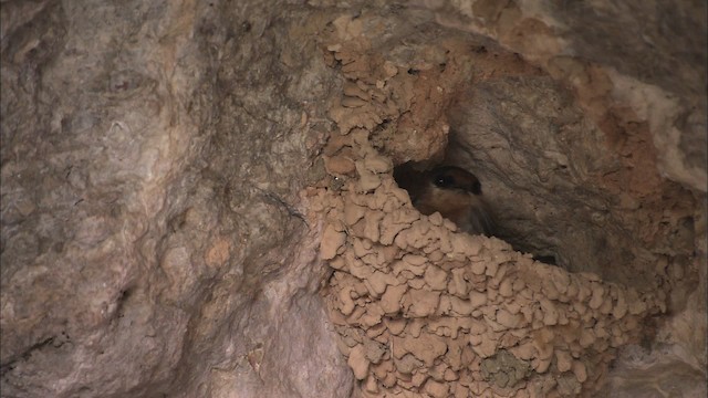 vlaštovka jeskynní [skupina fulva] - ML461605
