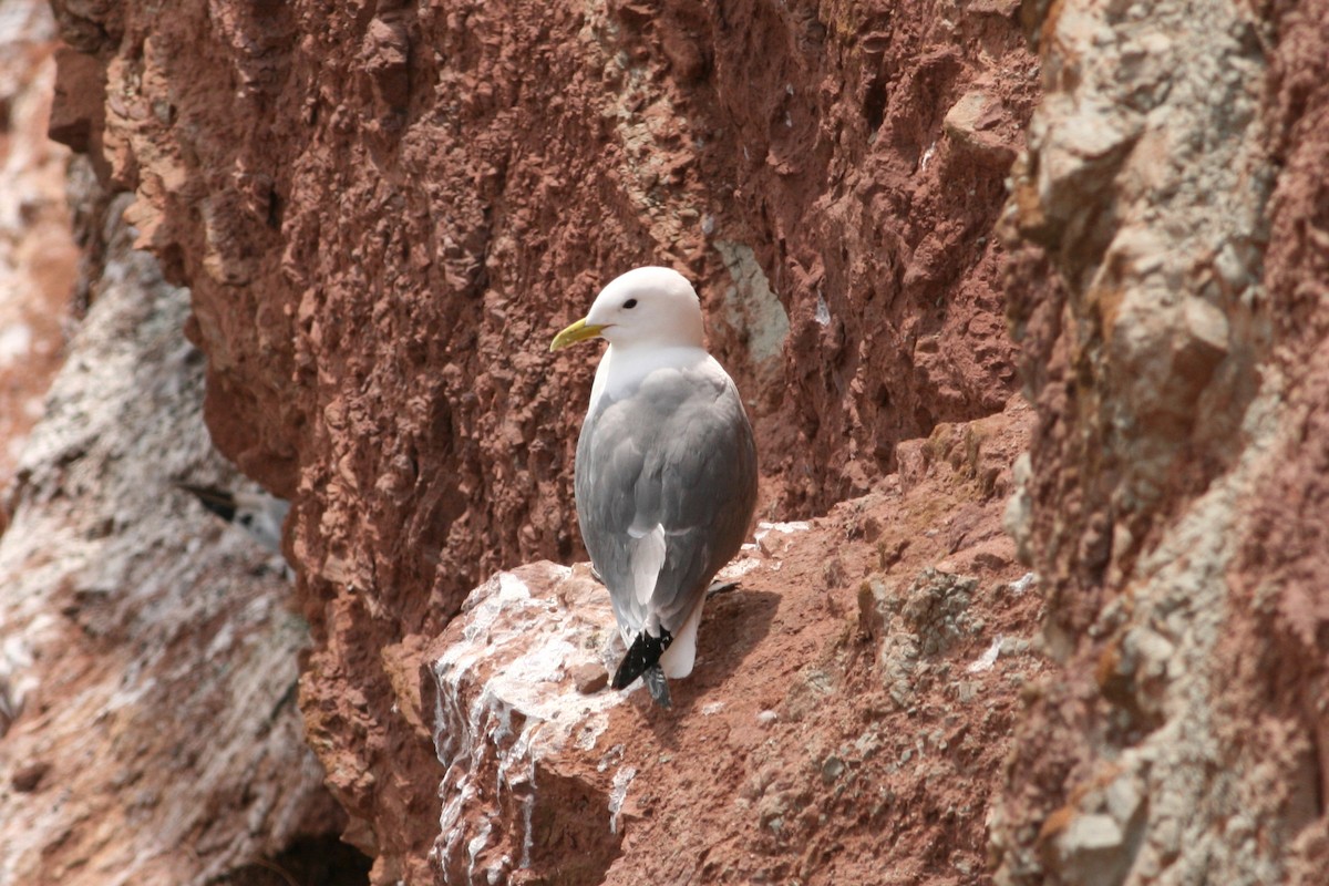 Black-legged Kittiwake - ML461605561