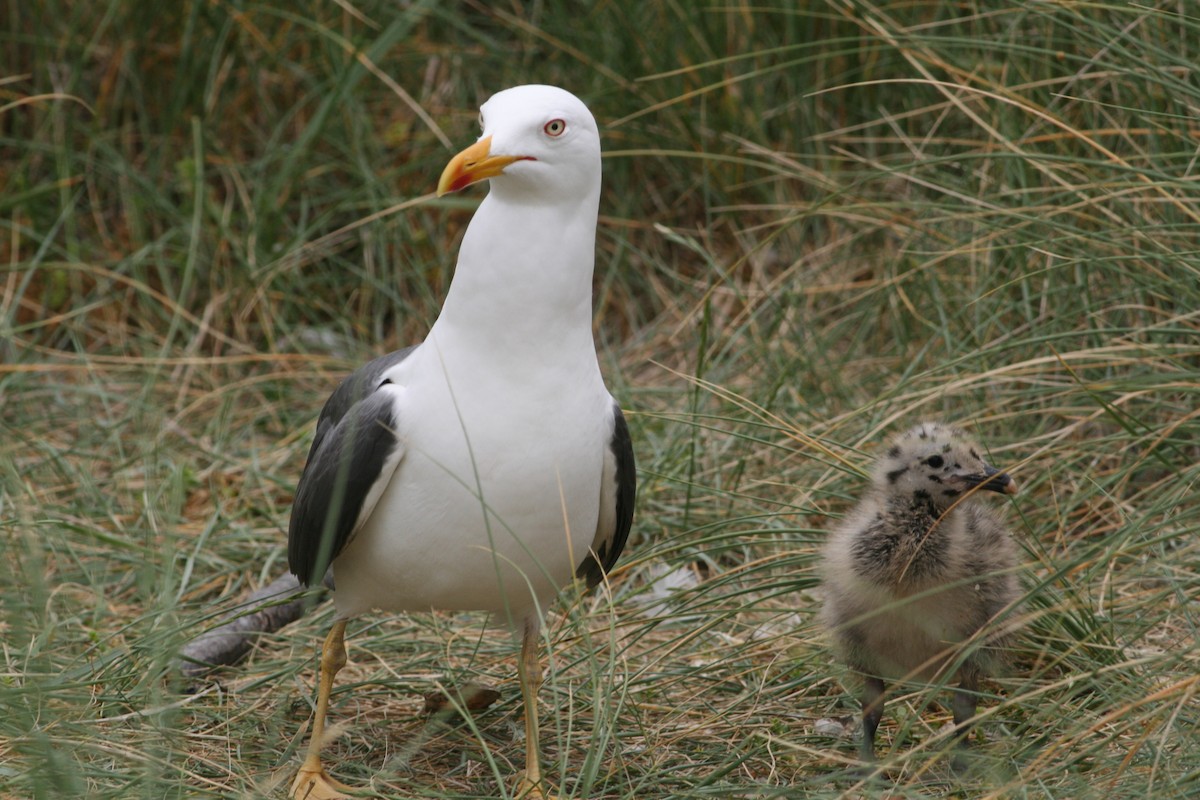 Lesser Black-backed Gull - Rainer Seifert