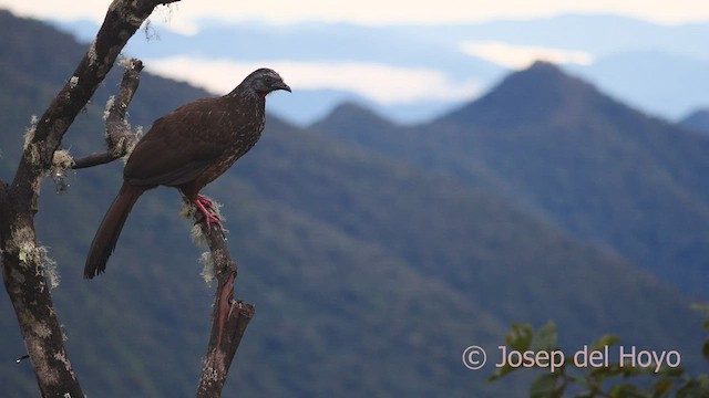 Andean Guan - ML461607671