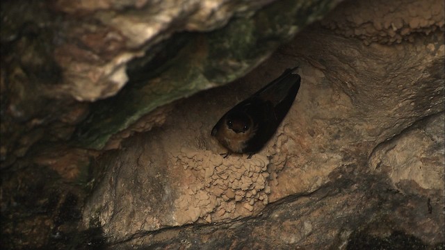 vlaštovka jeskynní [skupina fulva] - ML461608