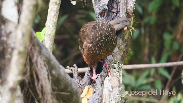 Pénélope des Andes - ML461608771