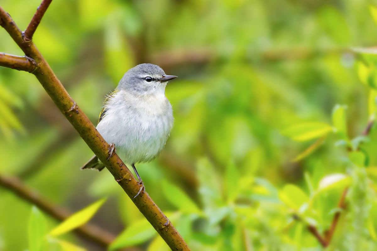 Tennessee Warbler - ML461608891