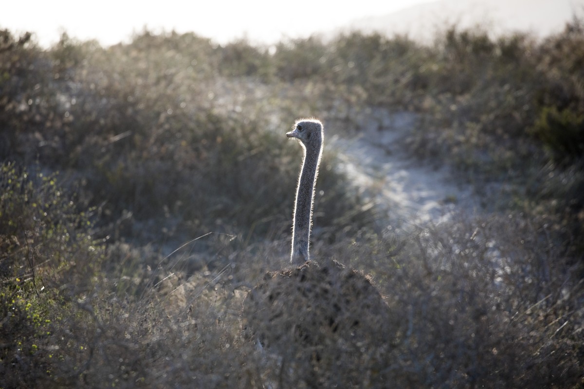 Common Ostrich - Rick Bateman