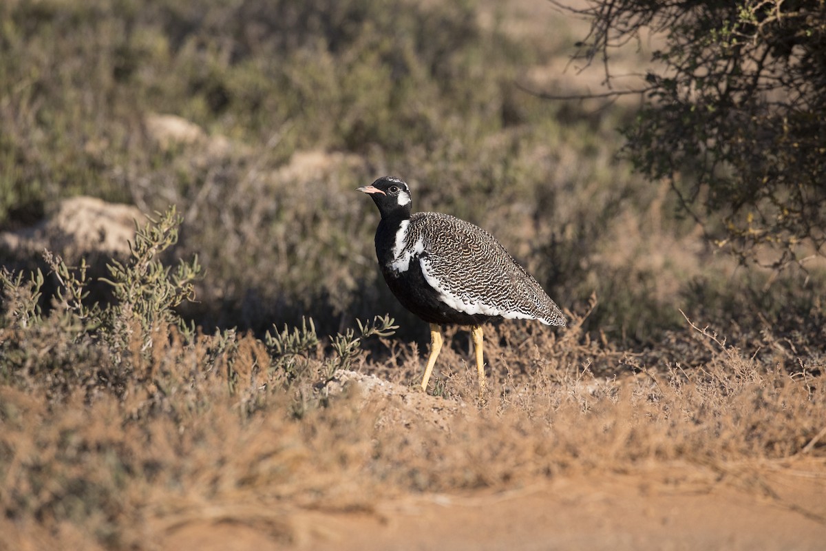 Black Bustard - ML461610151