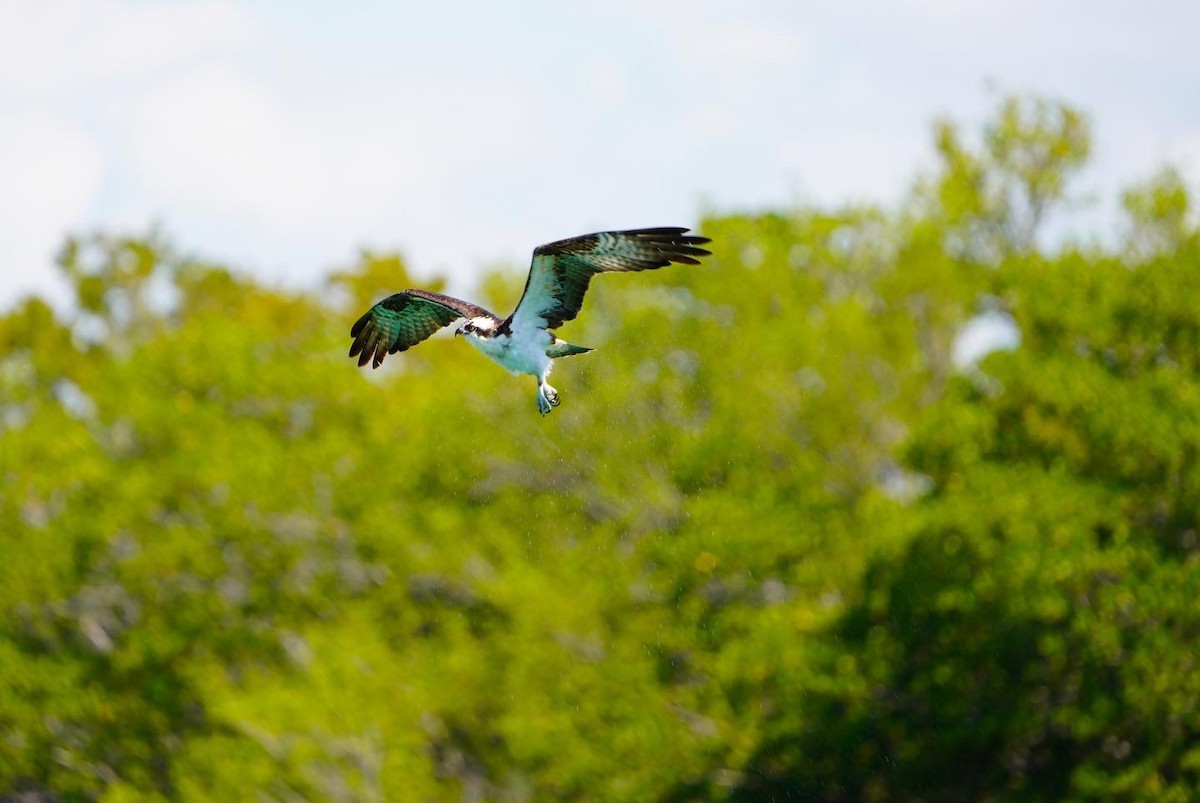 Osprey - ML461610221