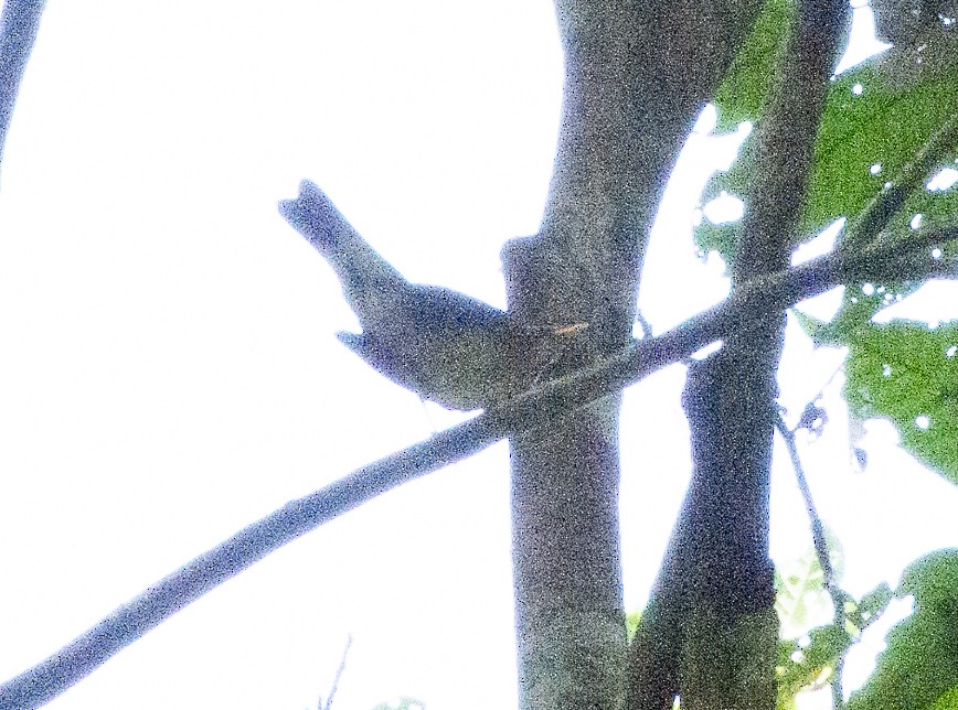 Lawrence's Thrush - ML461610231