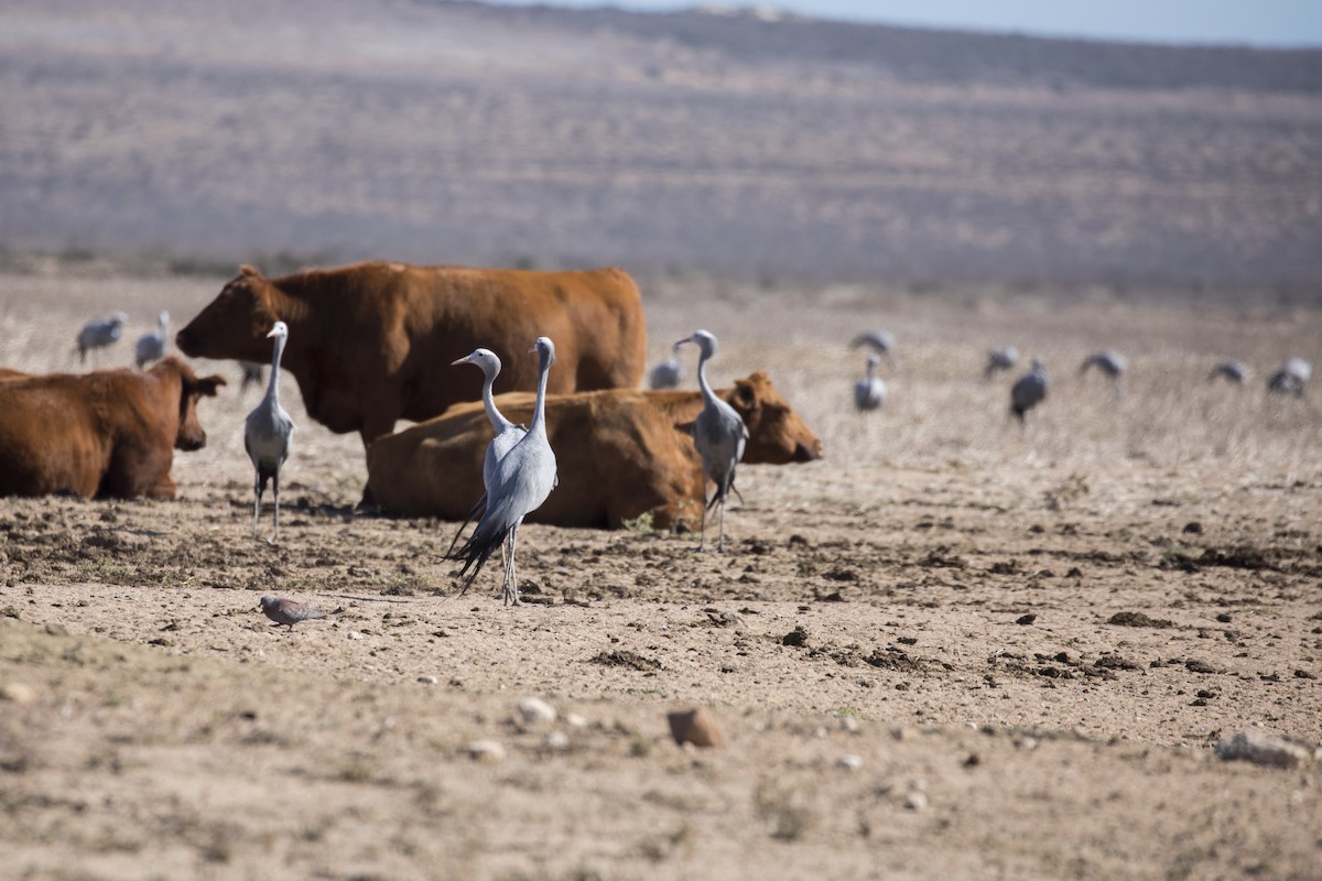 Blue Crane - ML461610591