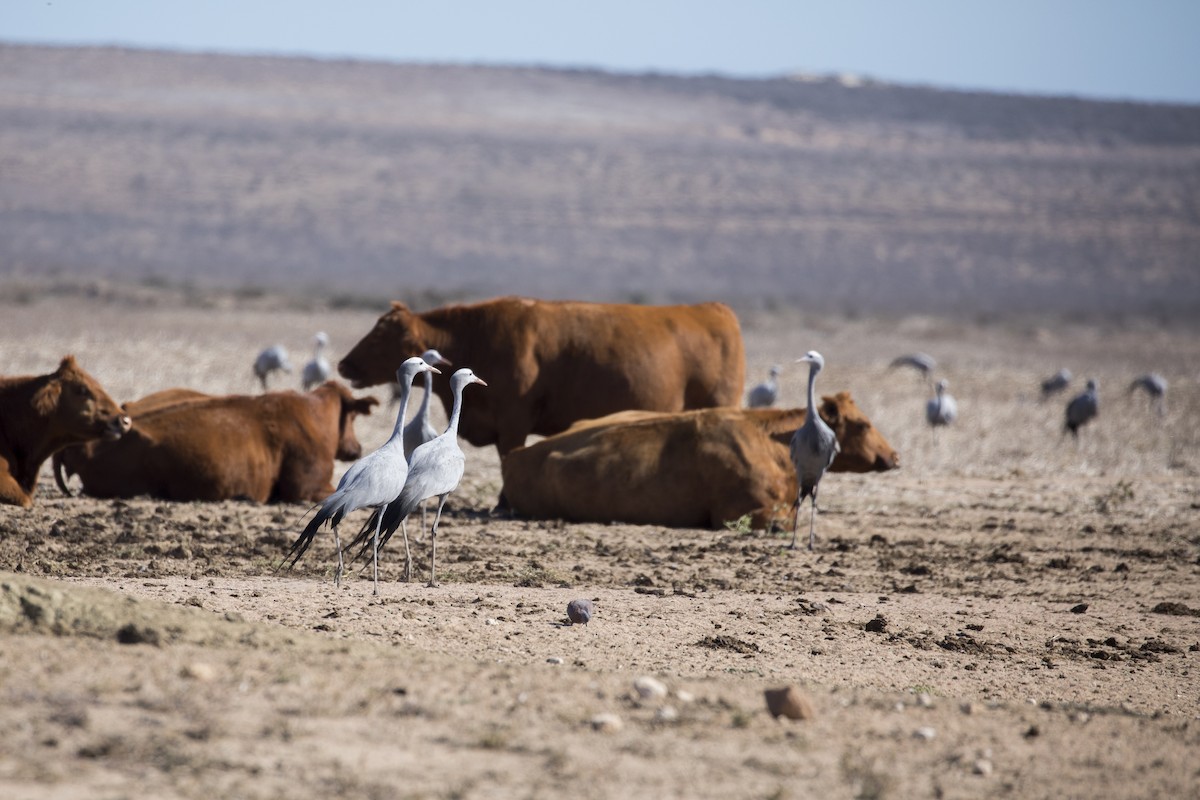 Blue Crane - ML461610601