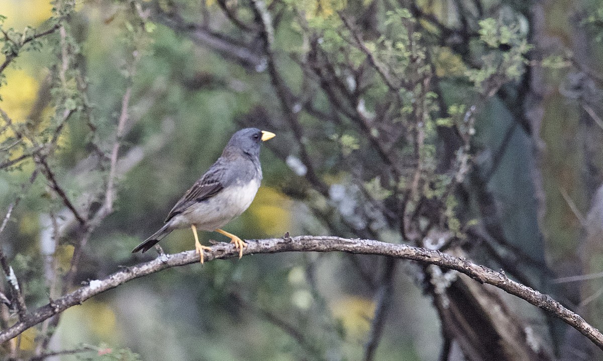 Band-tailed Sierra Finch - ML461611321