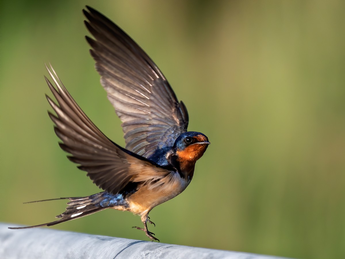 Barn Swallow - ML461611421