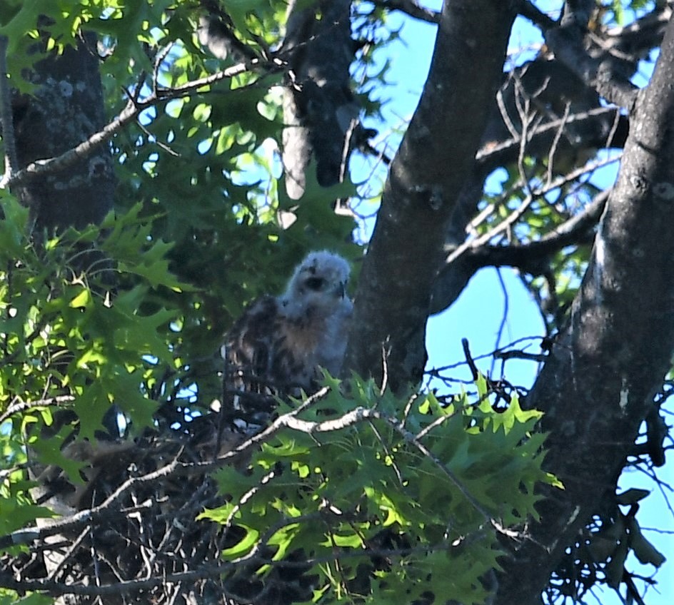 Red-tailed Hawk - ML461611911