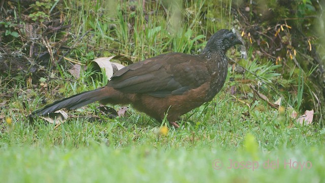 Andean Guan - ML461613081