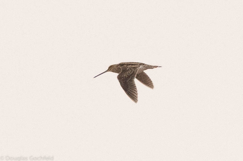 snipe sp. - ML461613541