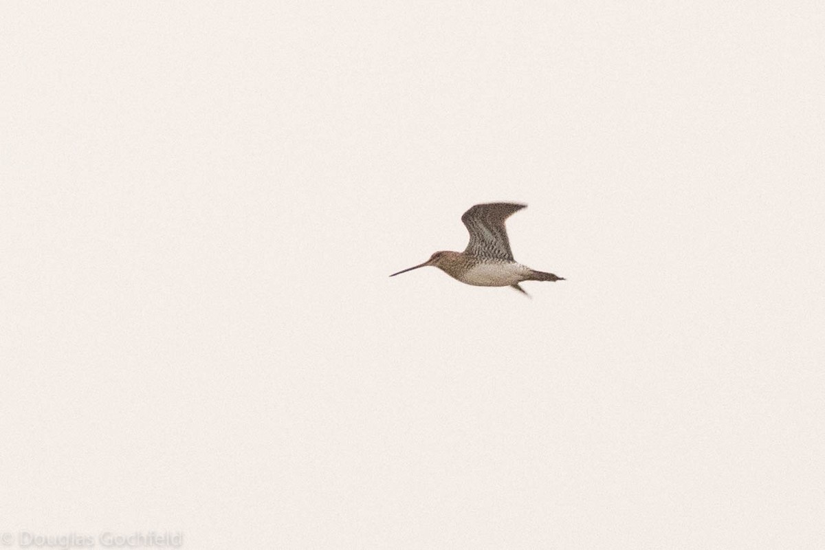 snipe sp. - ML461613581