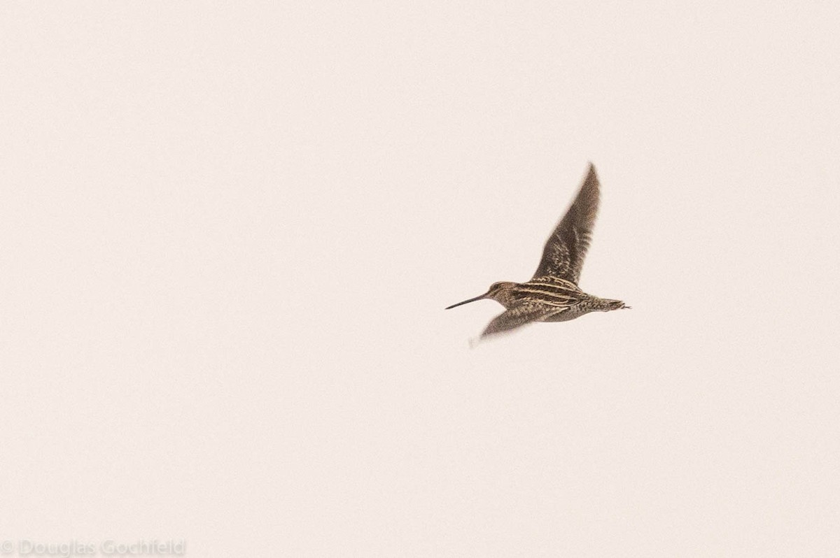 snipe sp. - ML461613651