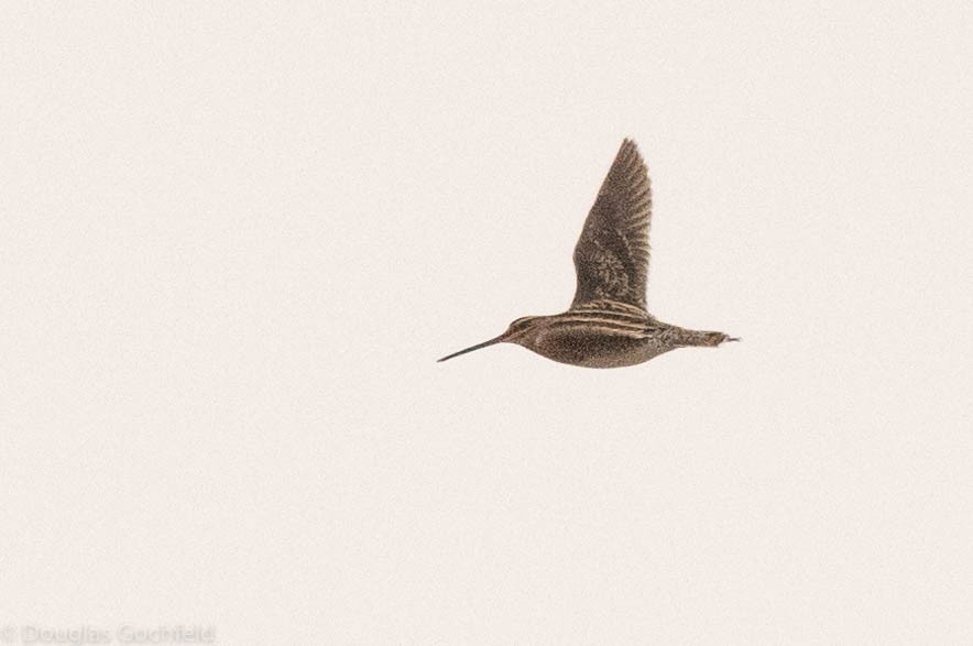 snipe sp. - ML461613741