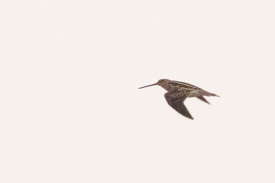 snipe sp. - ML461613791