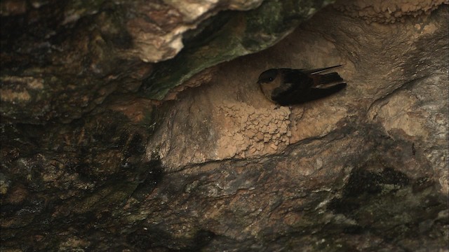 Golondrina Pueblera (grupo fulva) - ML461614