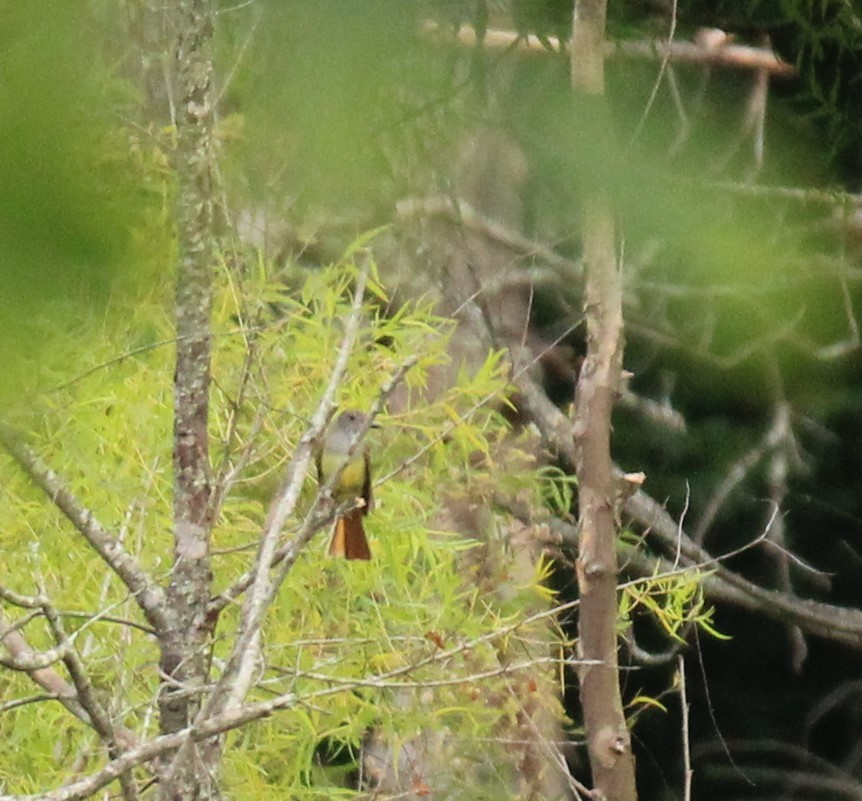 Great Crested Flycatcher - ML461614241