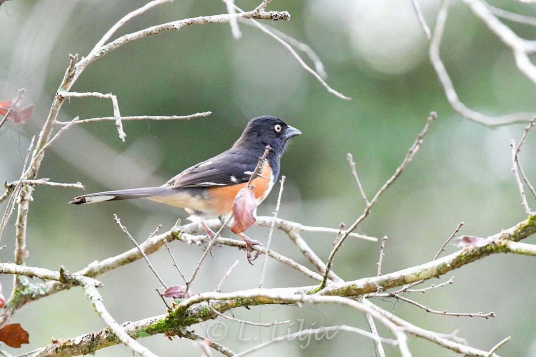 Eastern Towhee - ML461614251