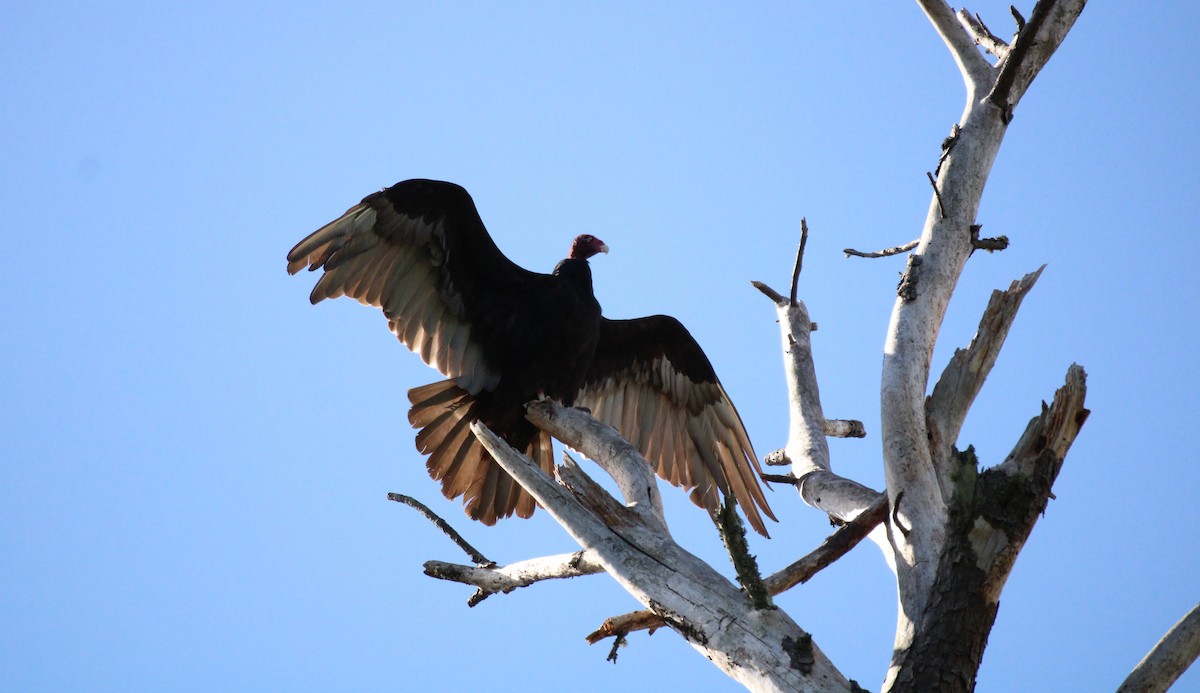 Urubu à tête rouge - ML461614461