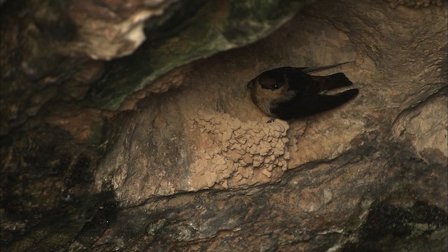 Golondrina Pueblera (grupo fulva) - ML461615