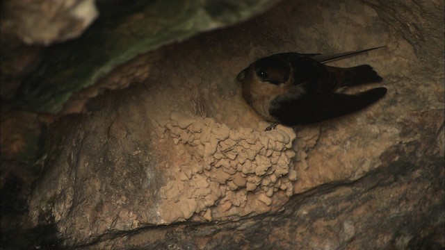 Golondrina Pueblera (grupo fulva) - ML461616