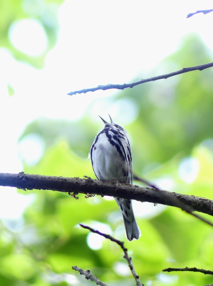 Black-and-white Warbler - ML461616591