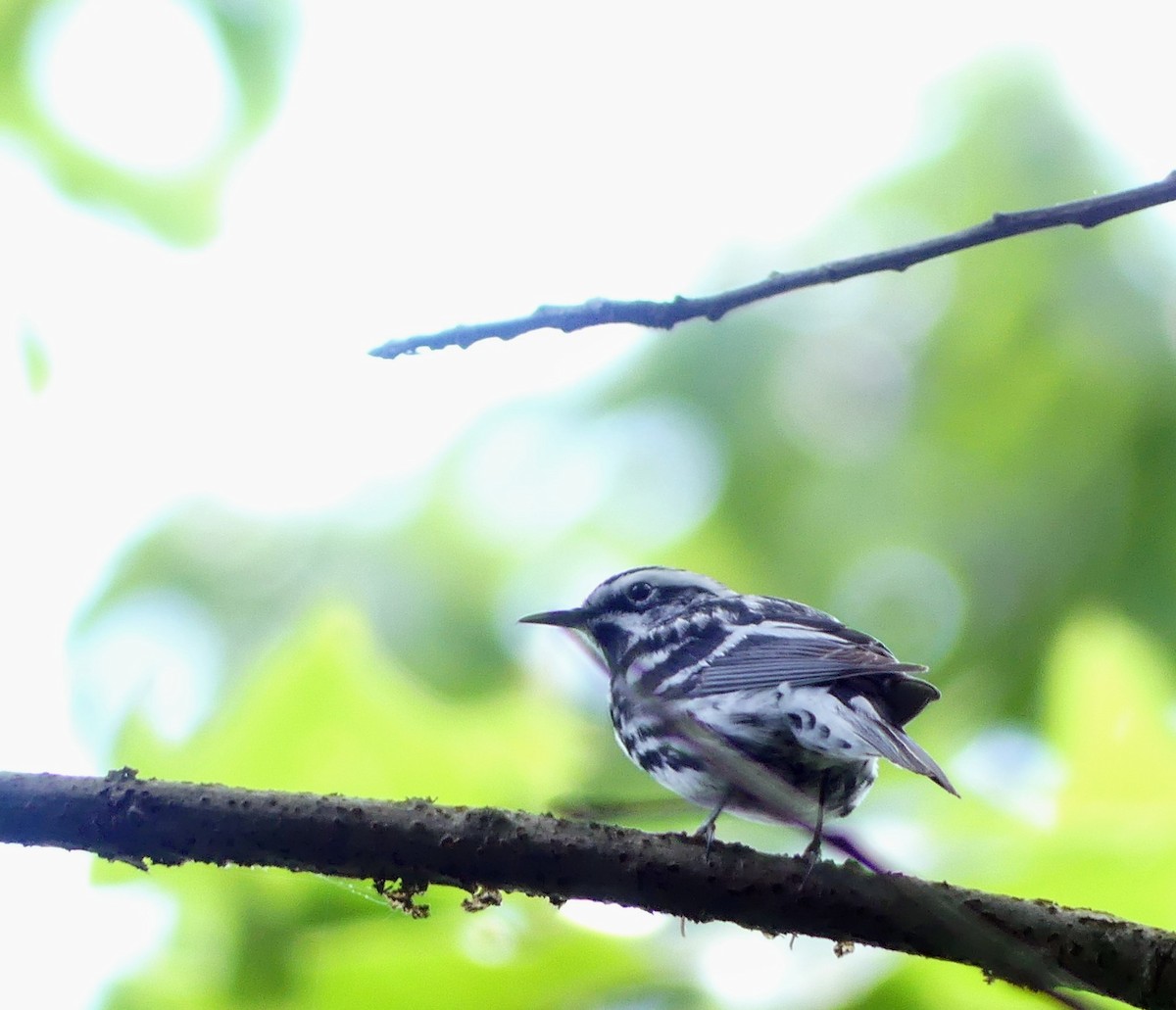 Black-and-white Warbler - ML461616871