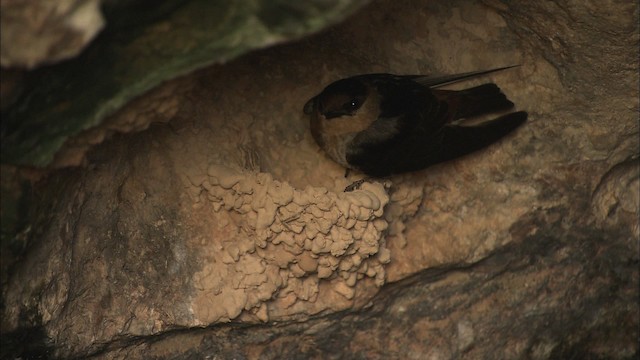 Golondrina Pueblera (grupo fulva) - ML461617