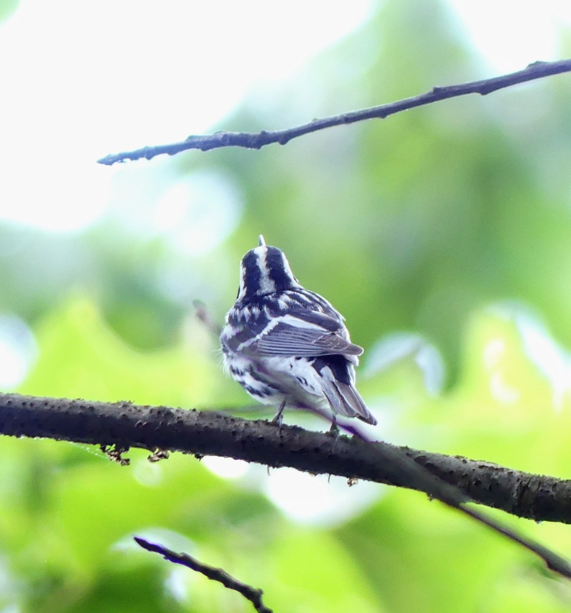 Black-and-white Warbler - ML461617881