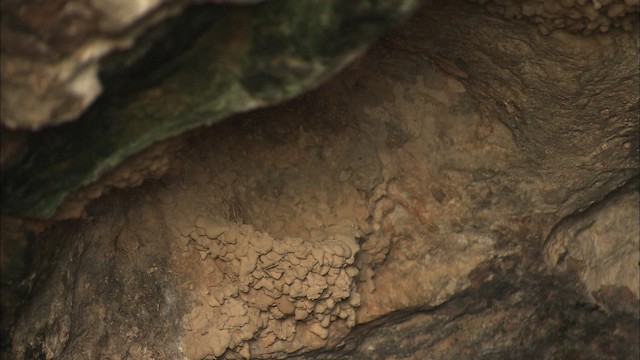 Mağara Kırlangıcı [fulva grubu] - ML461618