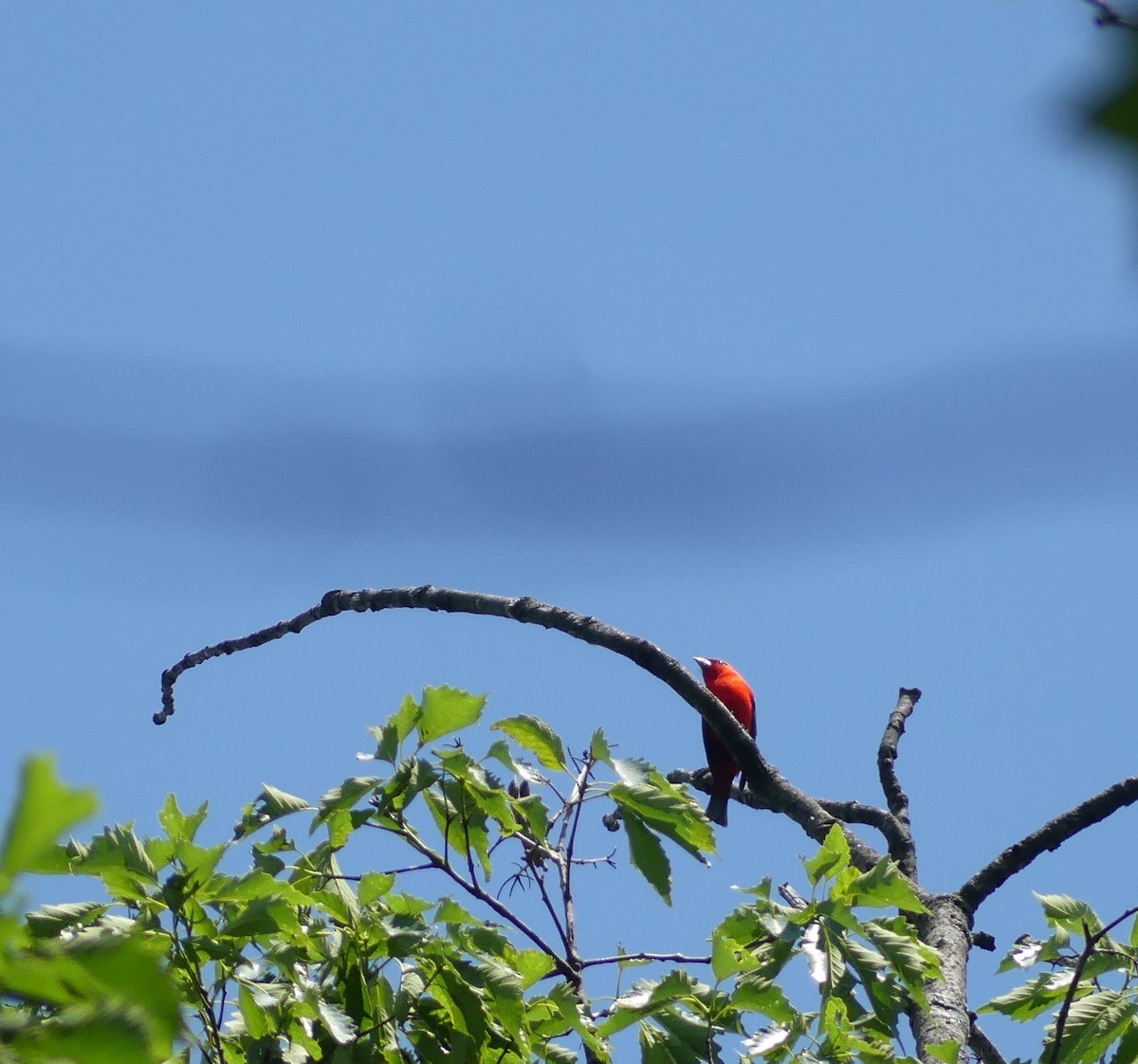 Scarlet Tanager - ML461618571