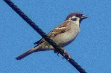 Eurasian Tree Sparrow - ML46161871