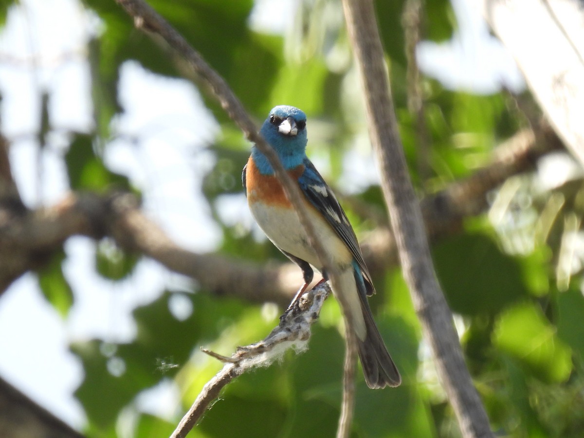 Lazuli Bunting - ML461618811