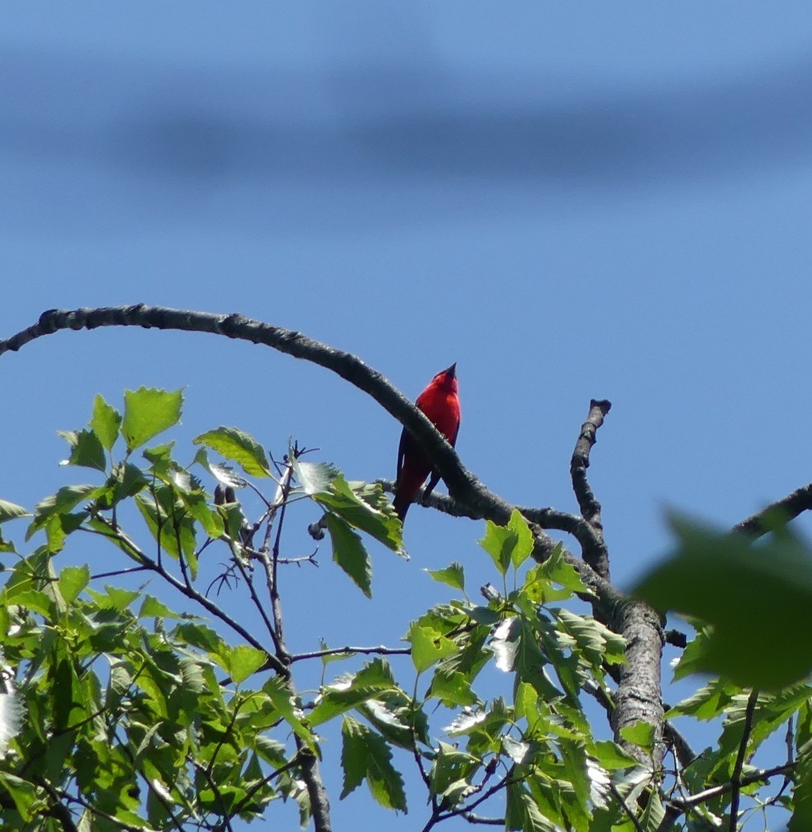 Scarlet Tanager - ML461618871