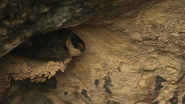 Golondrina Pueblera (grupo fulva) - ML461619