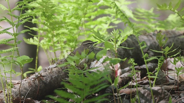 Northern Waterthrush - ML461619001