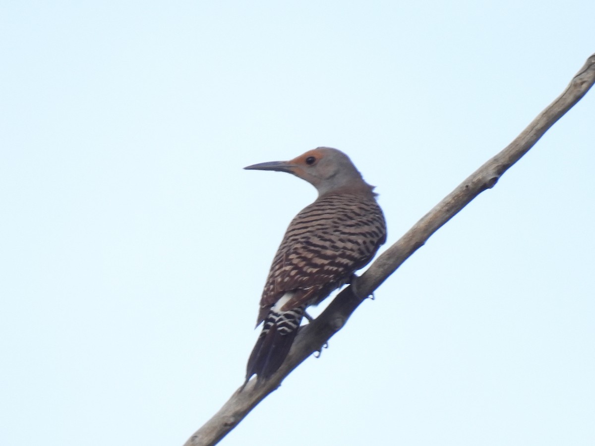 Northern Flicker - ML461619121