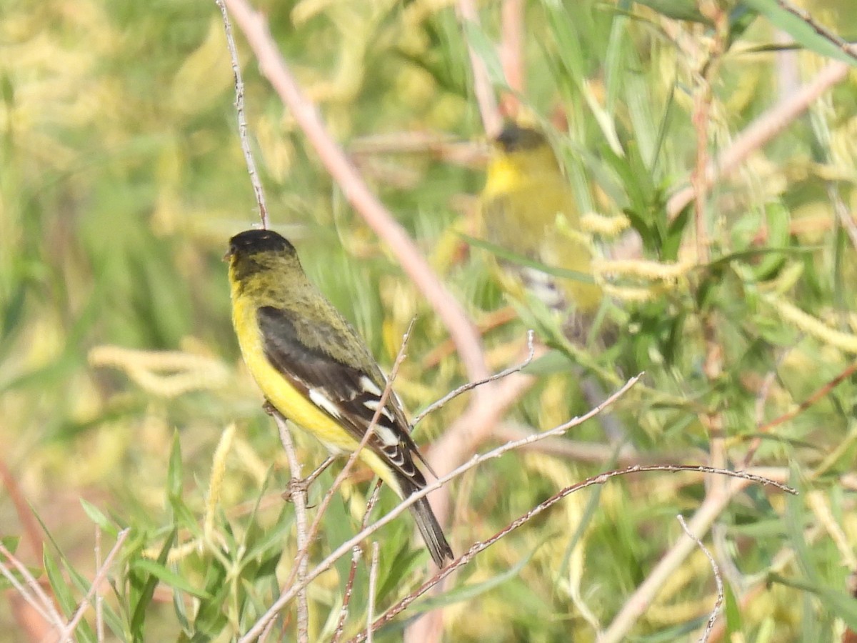 Lesser Goldfinch - ML461619321