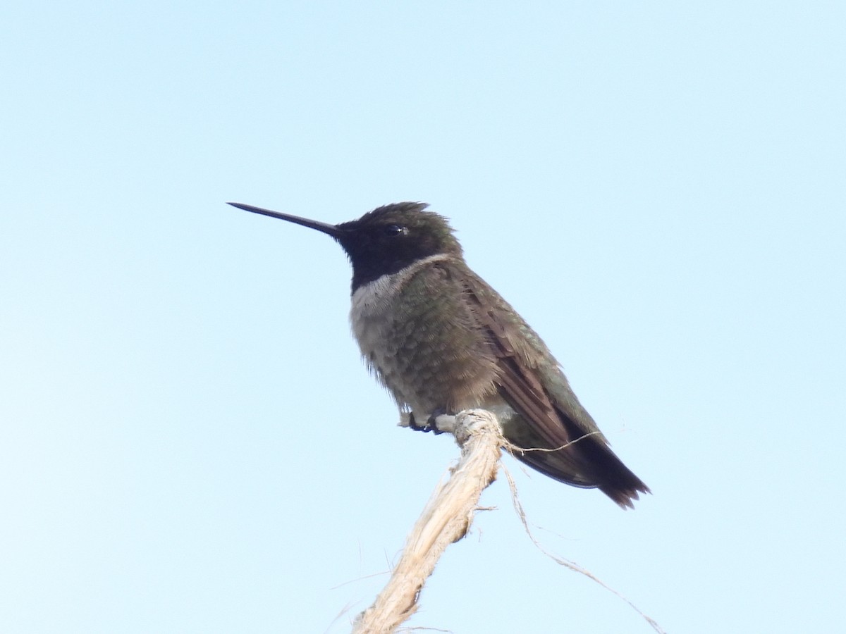 Black-chinned Hummingbird - ML461619421