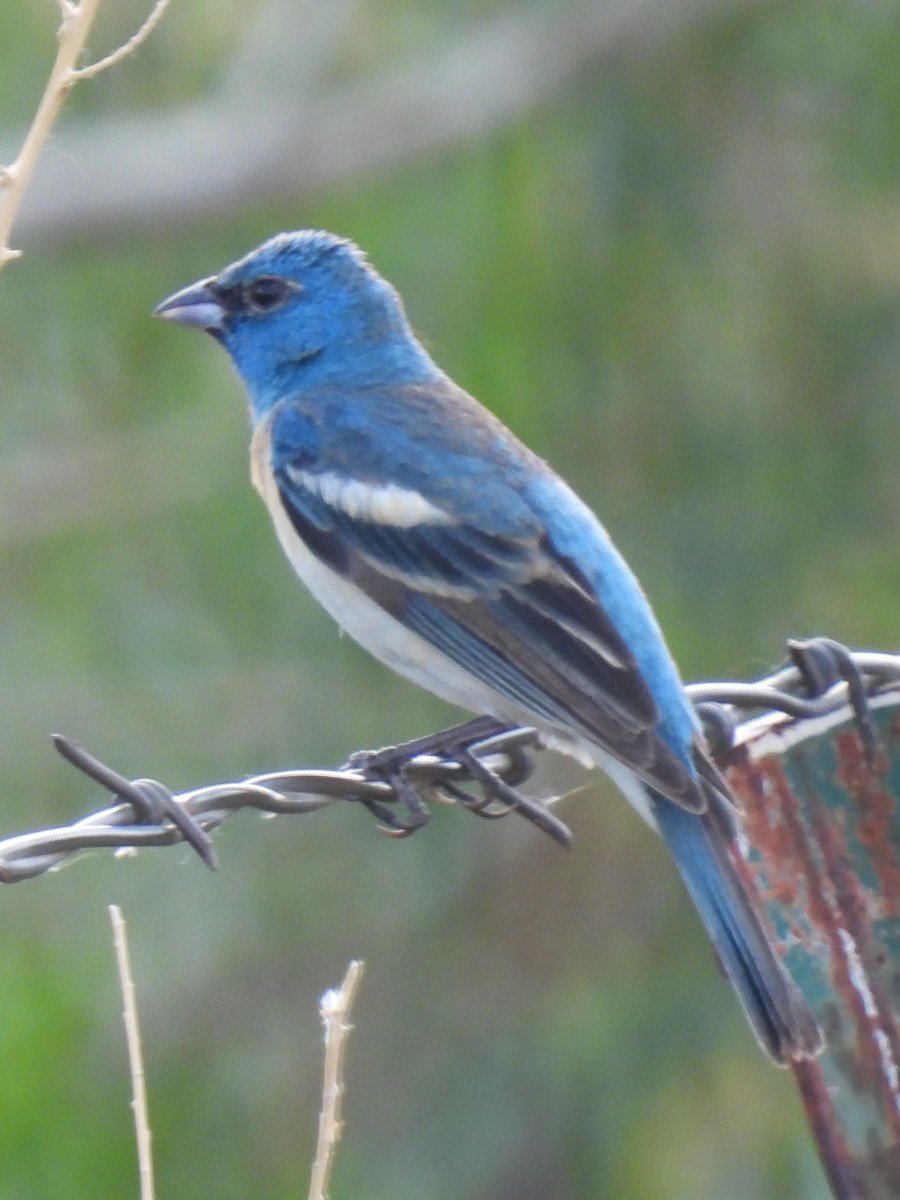 Lazuli Bunting - ML461619491