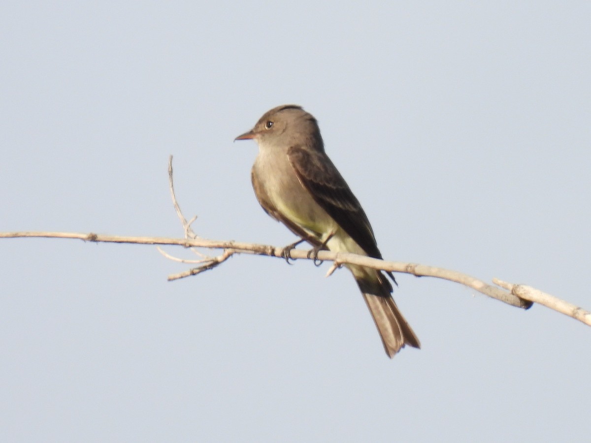 Western Wood-Pewee - ML461619571