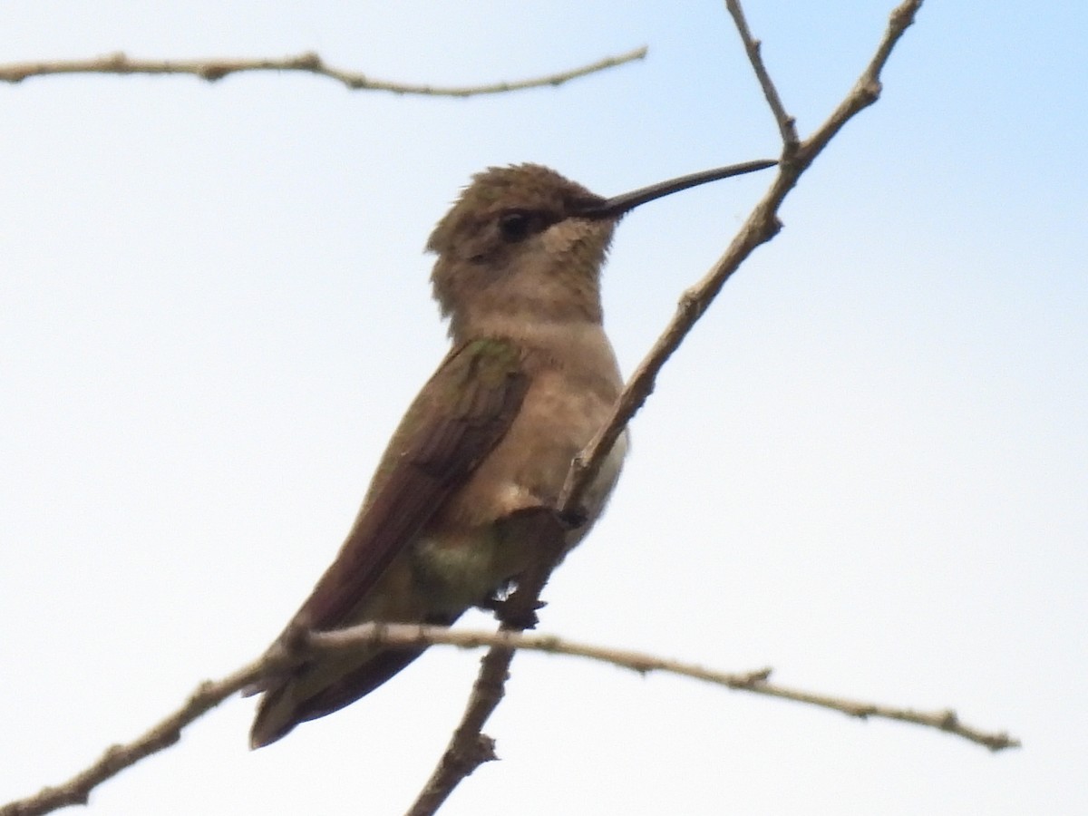 Black-chinned Hummingbird - ML461619911